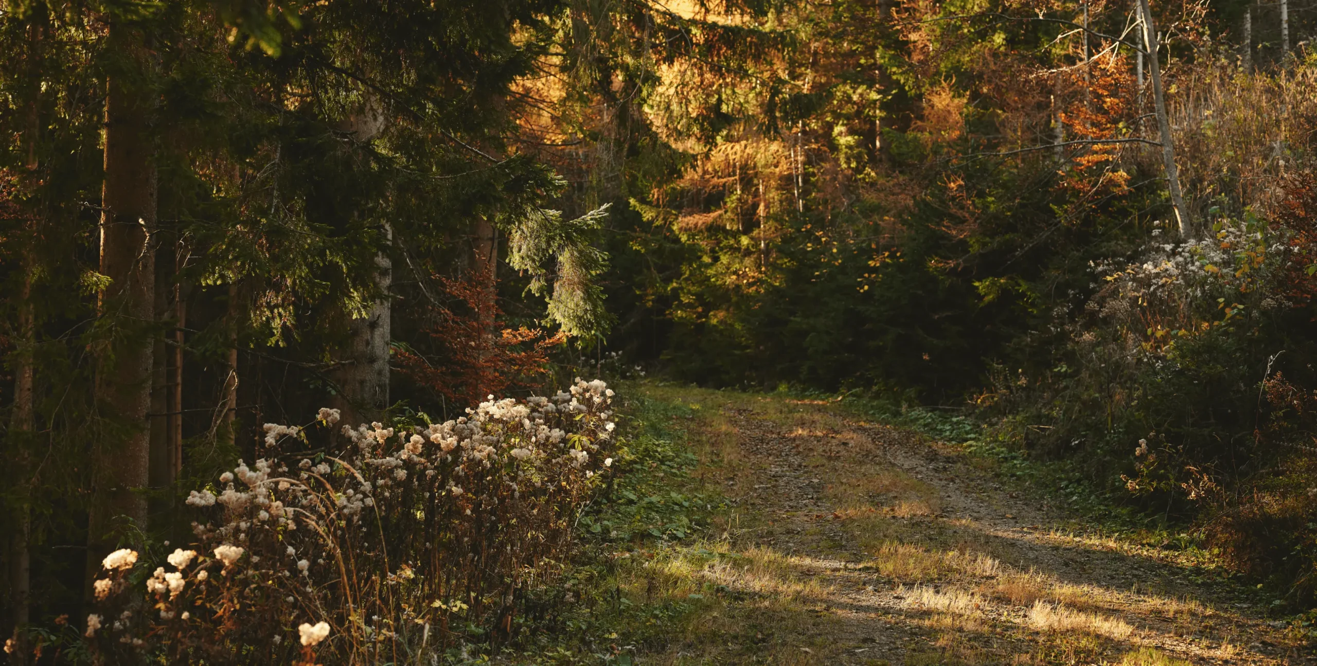 Sonnendurchfluteter Waldweg mit herbstlicher Vegetation und weißen Wildblumen am Rand.